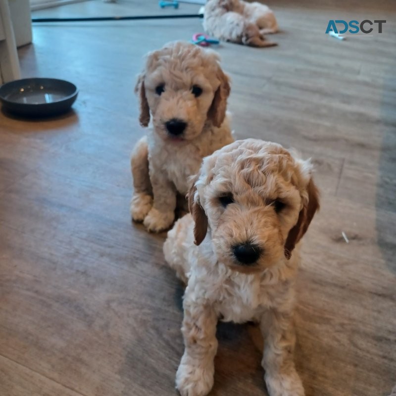 Stunning F3 Mini Golden Doodles