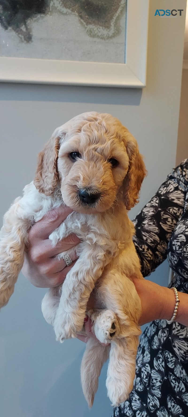 Stunning F3 Mini Golden Doodles