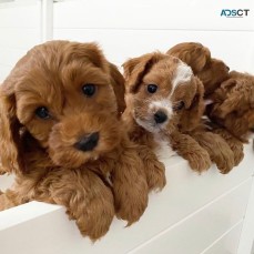 Male and female cavoodle pups 