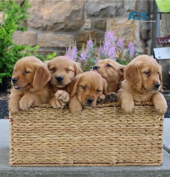 golden retriever puppies for sale