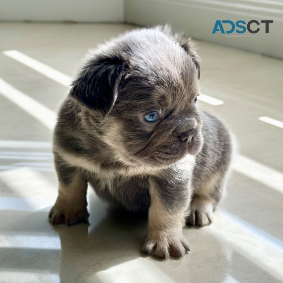 Beautiful Fluffy French Bulldog puppies 