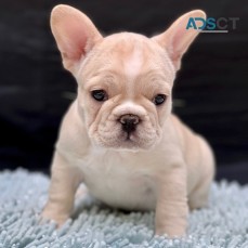 French Bulldog Puppies for sale