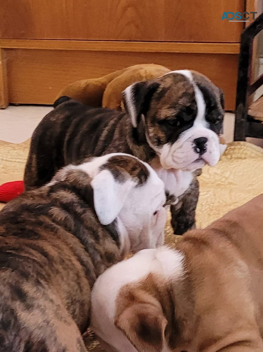 Adorable English Bulldog puppies for sal