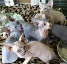 Female Sphynx Kitten available.