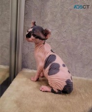 Female Sphynx Kitten available.