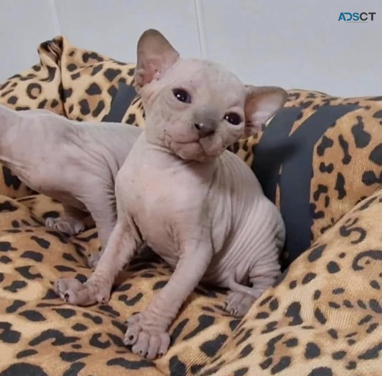 Female Sphynx Kitten available.