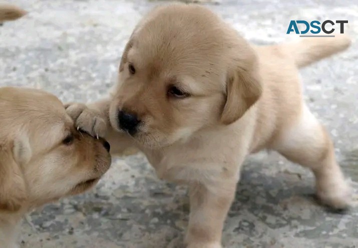 Labrador retriever puppies for sale 