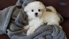 Male and Female Maltese Puppies