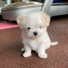 Male and Female Maltese Puppies