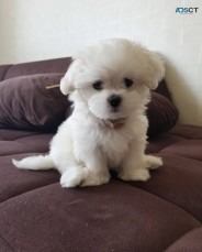 Male and Female Maltese Puppies