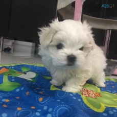 Male and Female Maltese Puppies