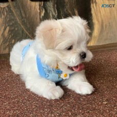 Male and Female Maltese Puppies