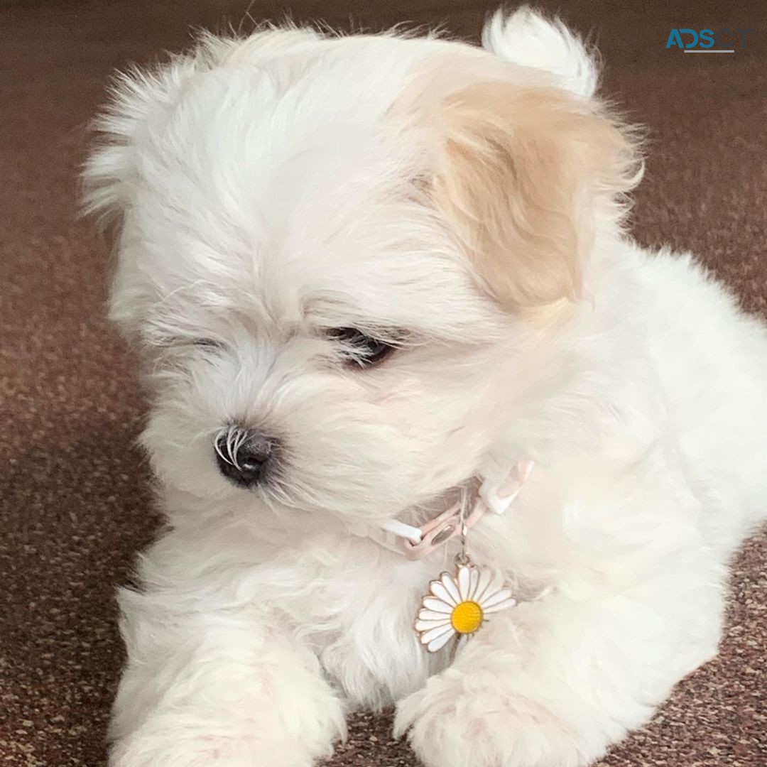 Male and Female Maltese Puppies