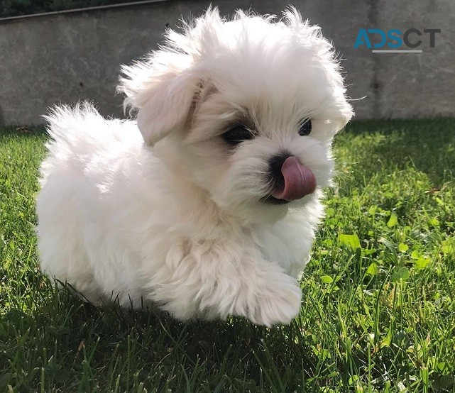 Male and Female Maltese Puppies