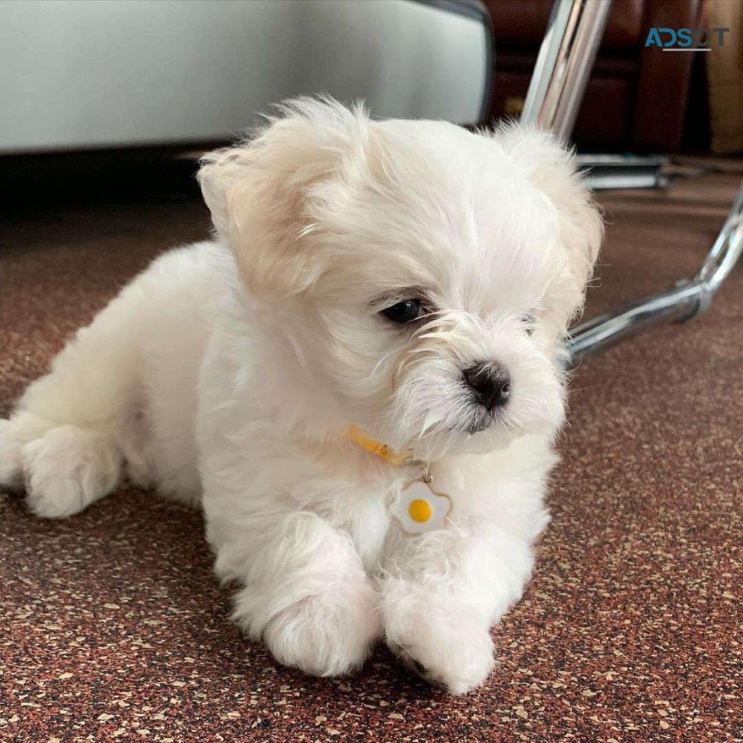 Male and Female Maltese Puppies