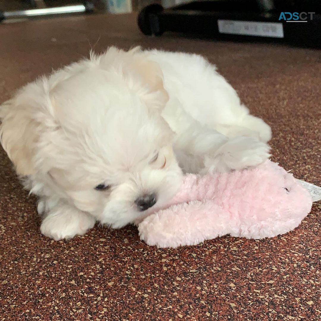 Male and Female Maltese Puppies