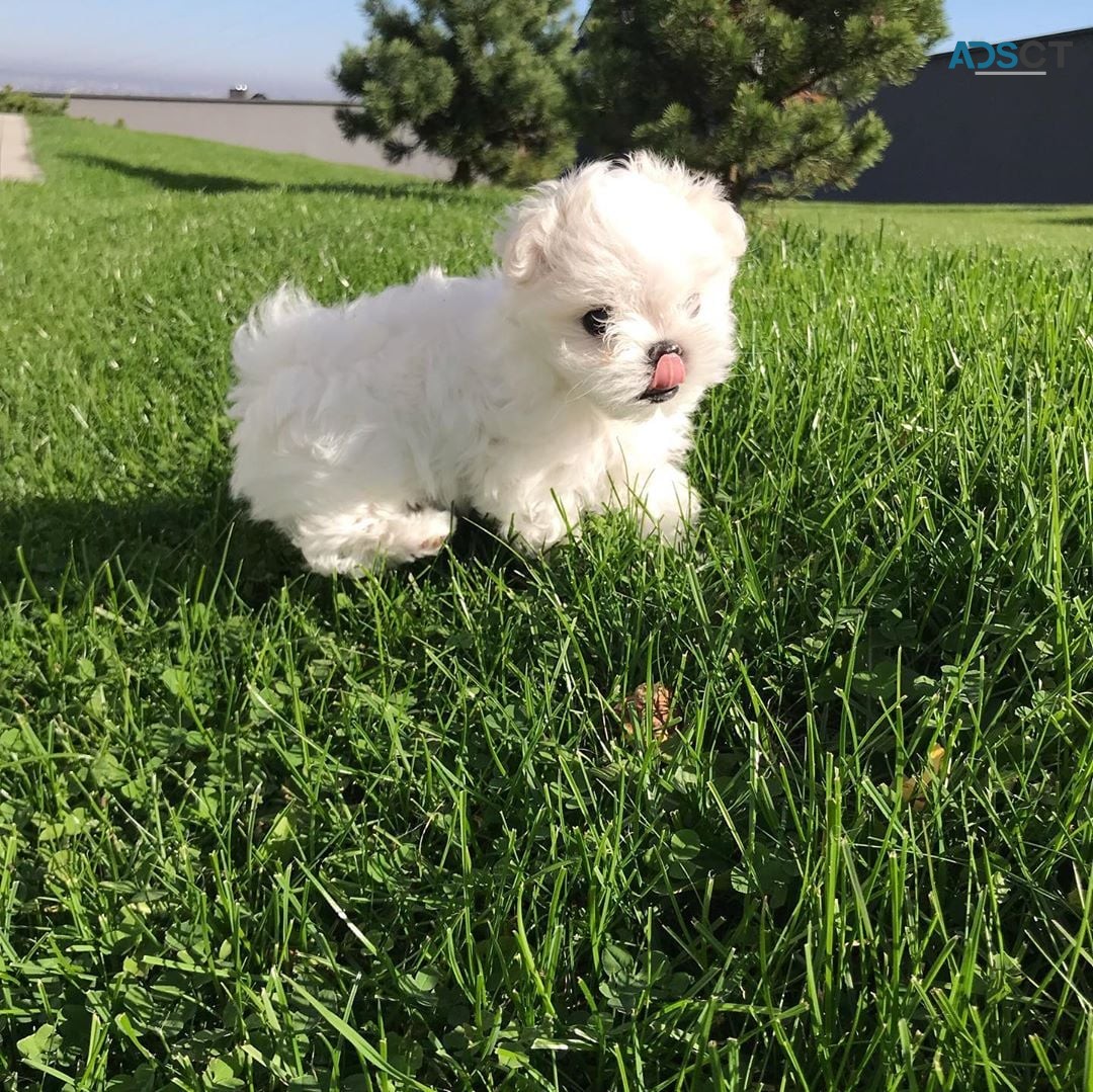 Male and Female Maltese Puppies