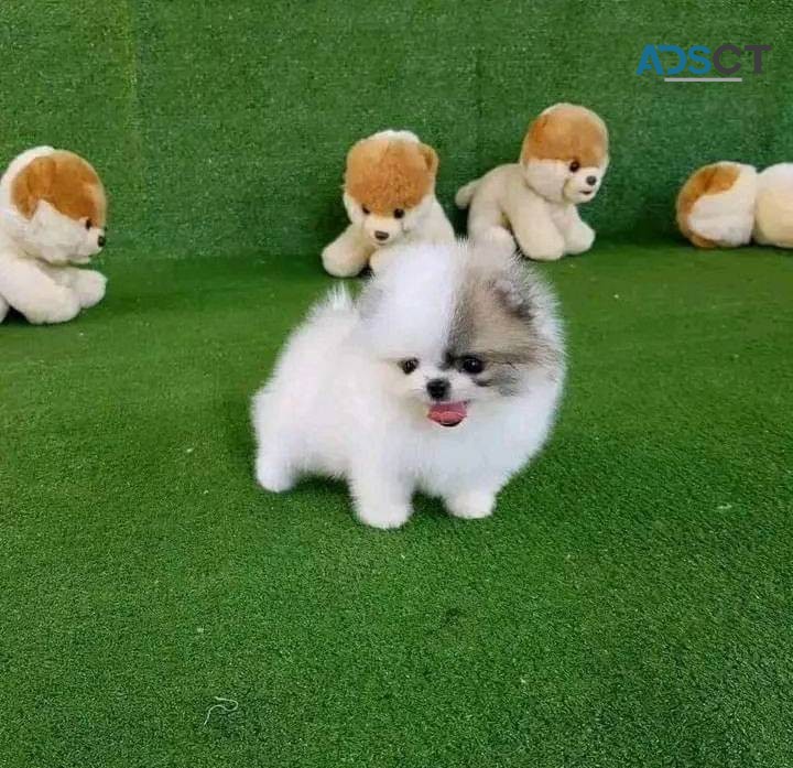 Pomeranian puppies for adoption