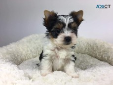 Beautiful Biewer Yorkie puppies for adop