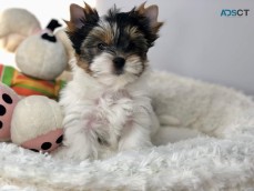 Beautiful Biewer Yorkie puppies for adop