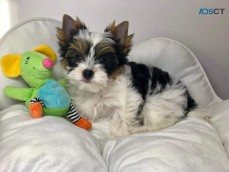 Beautiful Biewer Yorkie puppies for adop