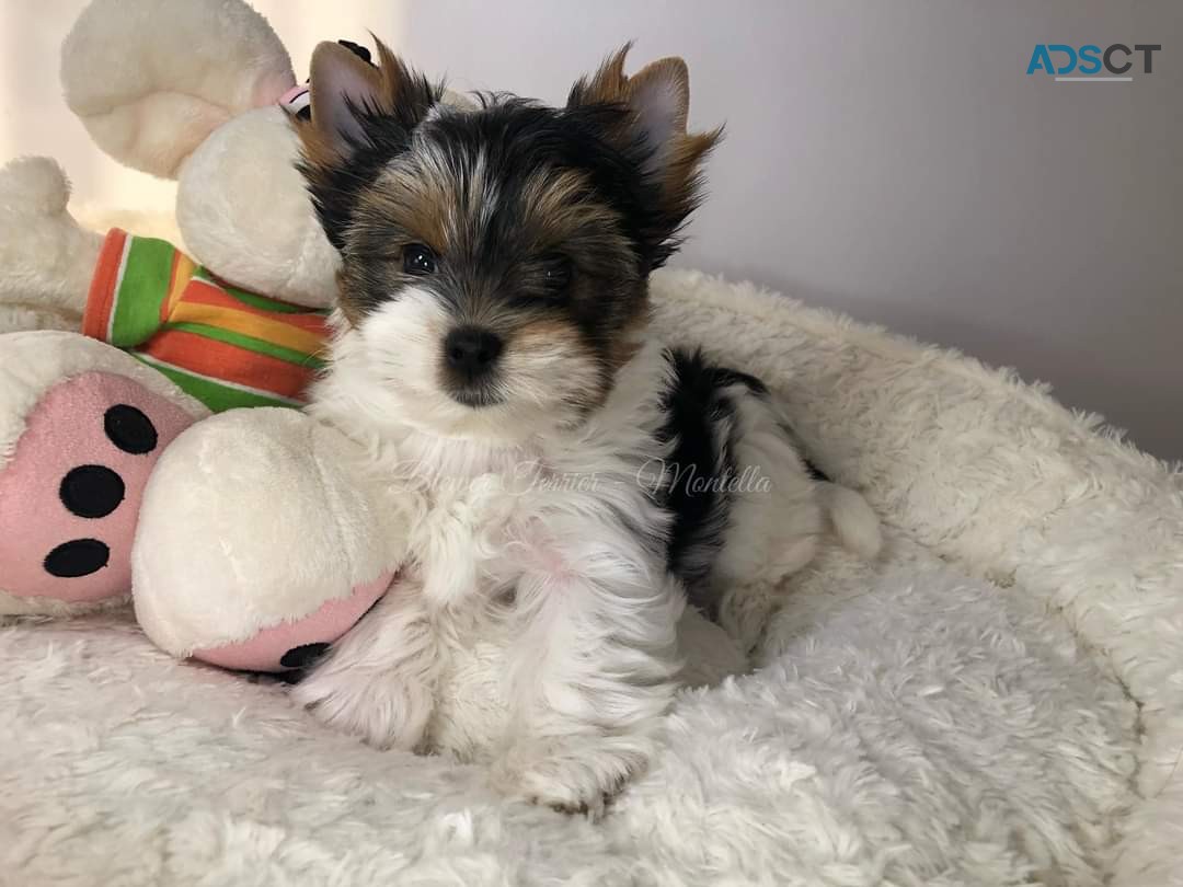 Beautiful Biewer Yorkie puppies for adop