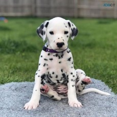 Dalmatian