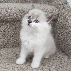 Ragdoll kittens for sale