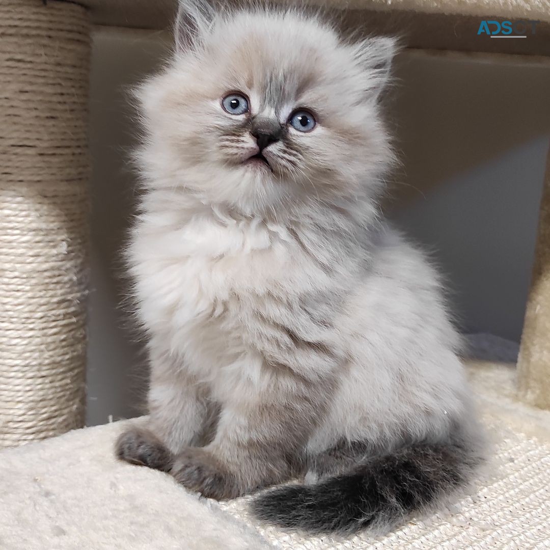 Ragdoll kittens for sale