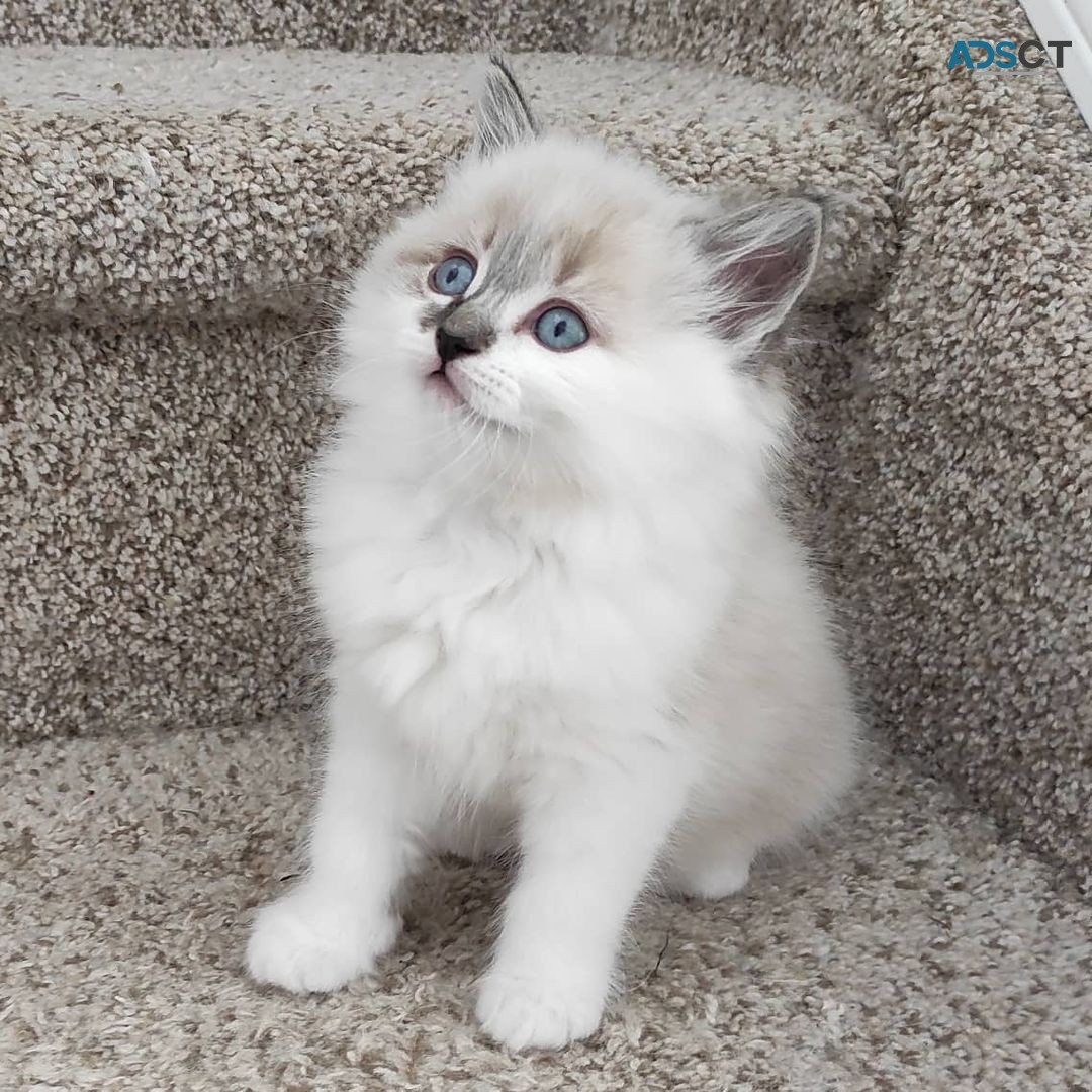 Ragdoll kittens for sale