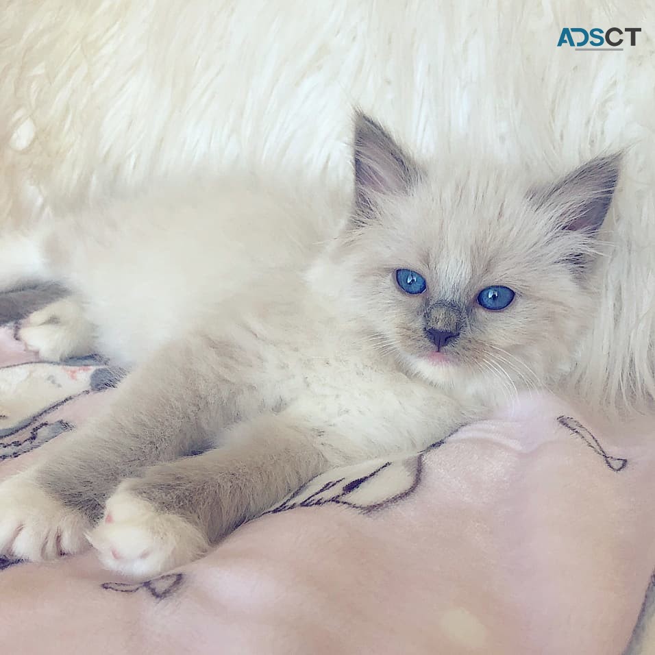 Ragdoll kittens for sale