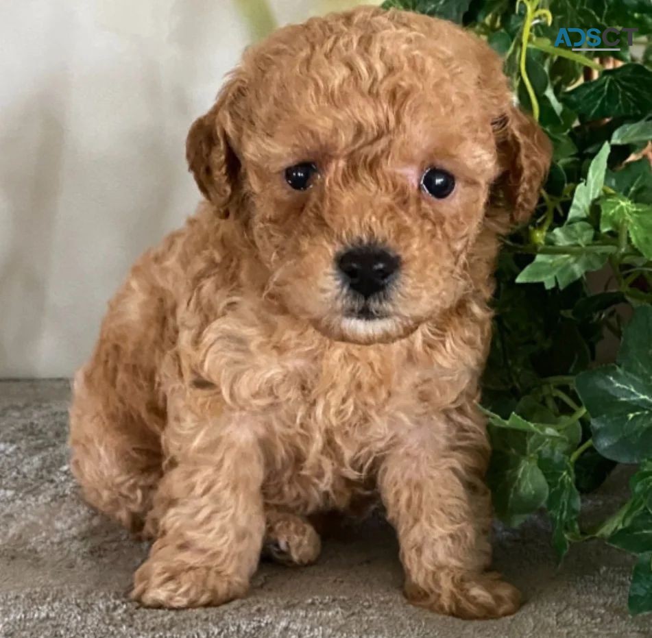 Teacup Poodle Puppies ready for new home