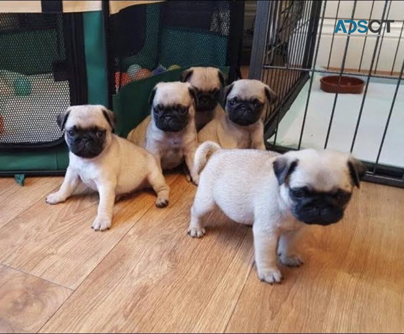 Healthy Pug Puppies  For Adoption