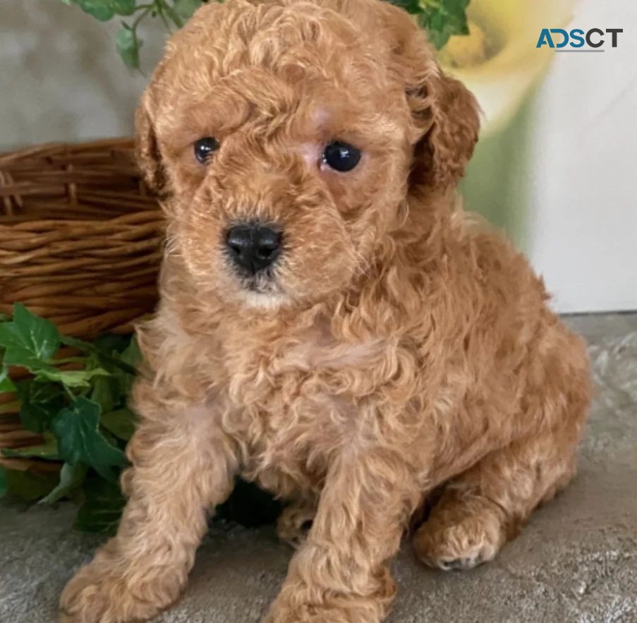 Teacup Poodle Puppies ready for new home