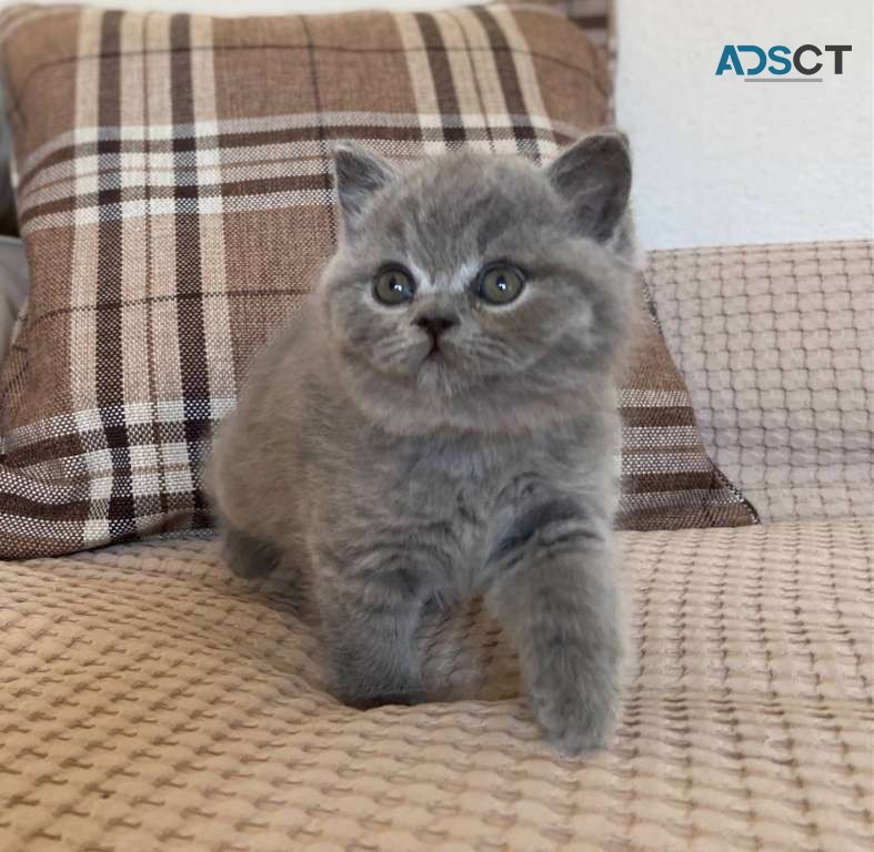 British Shorthair Kittens