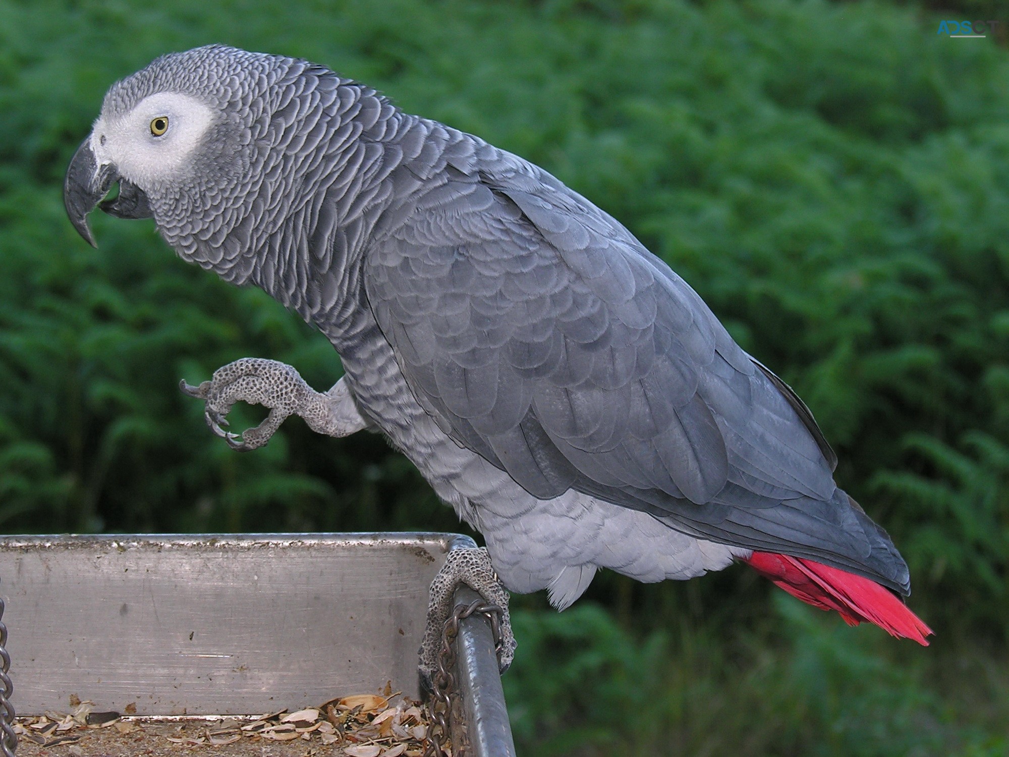 African Grey Parrot 