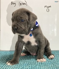 Neo Mastiff (Neapolitan) pups BLUE & TAW