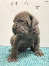 Neo Mastiff (Neapolitan) pups BLUE & TAW