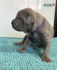 Neo Mastiff (Neapolitan) pups BLUE & TAW