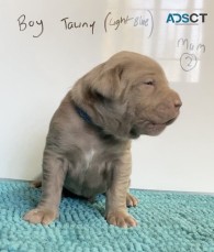 Neo Mastiff (Neapolitan) pups BLUE & TAW