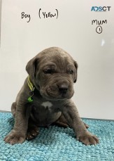 Neo Mastiff (Neapolitan) pups BLUE & TAW