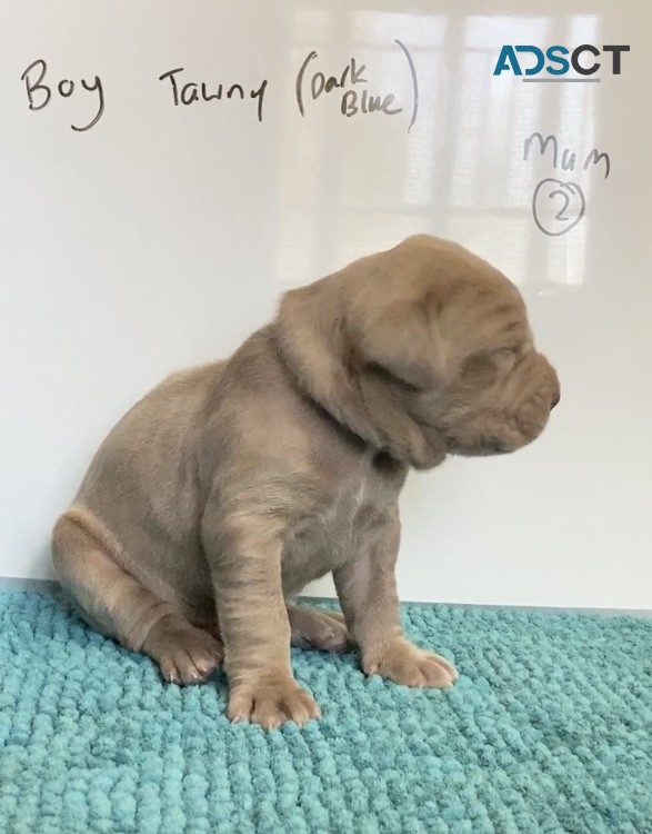 Neo Mastiff (Neapolitan) pups BLUE & TAW