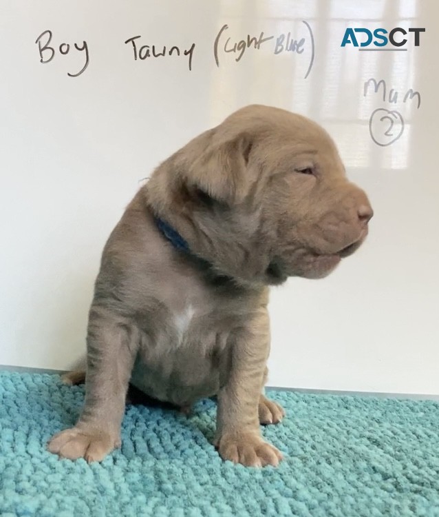 Neo Mastiff (Neapolitan) pups BLUE & TAW