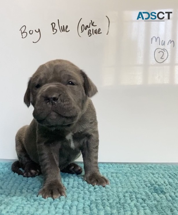 Neo Mastiff (Neapolitan) pups BLUE & TAW