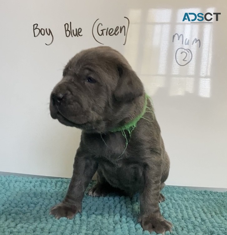 Neo Mastiff (Neapolitan) pups BLUE & TAW