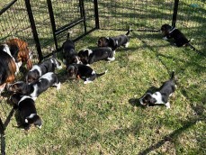 Beautiful Purebred Basset Hounds