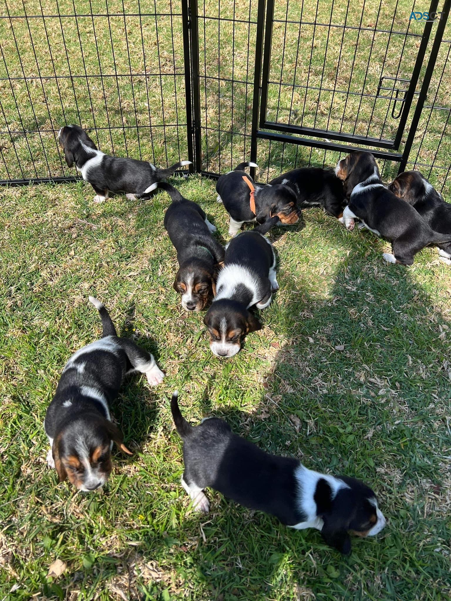 Beautiful Purebred Basset Hounds