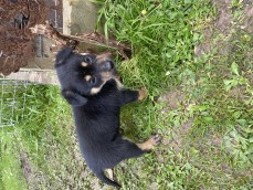 kelpie puppies 