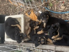 kelpie puppies 