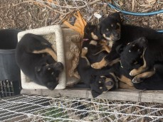 kelpie puppies 